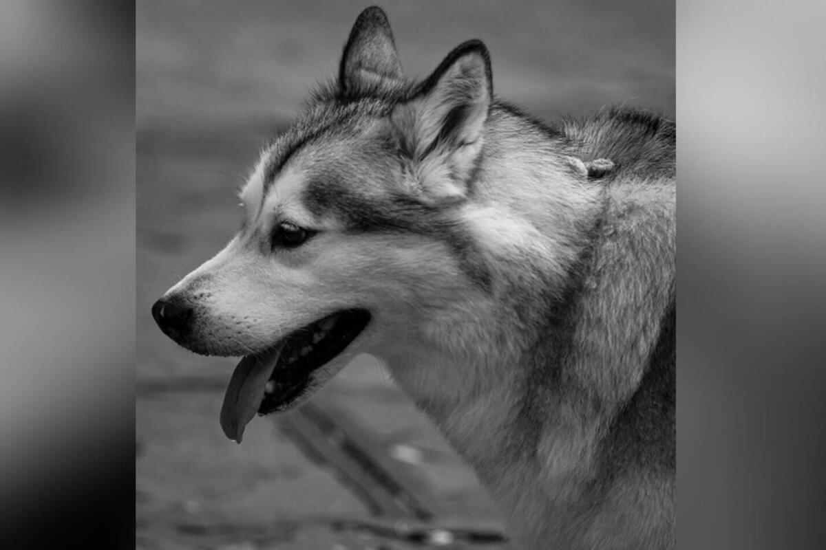 Дело возбуждено по факту смерти младенца после нападения собаки.