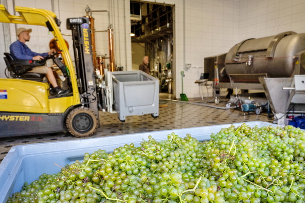 Пресс для винограда насмерть придавил сына винодела прямо на глазах у отца.