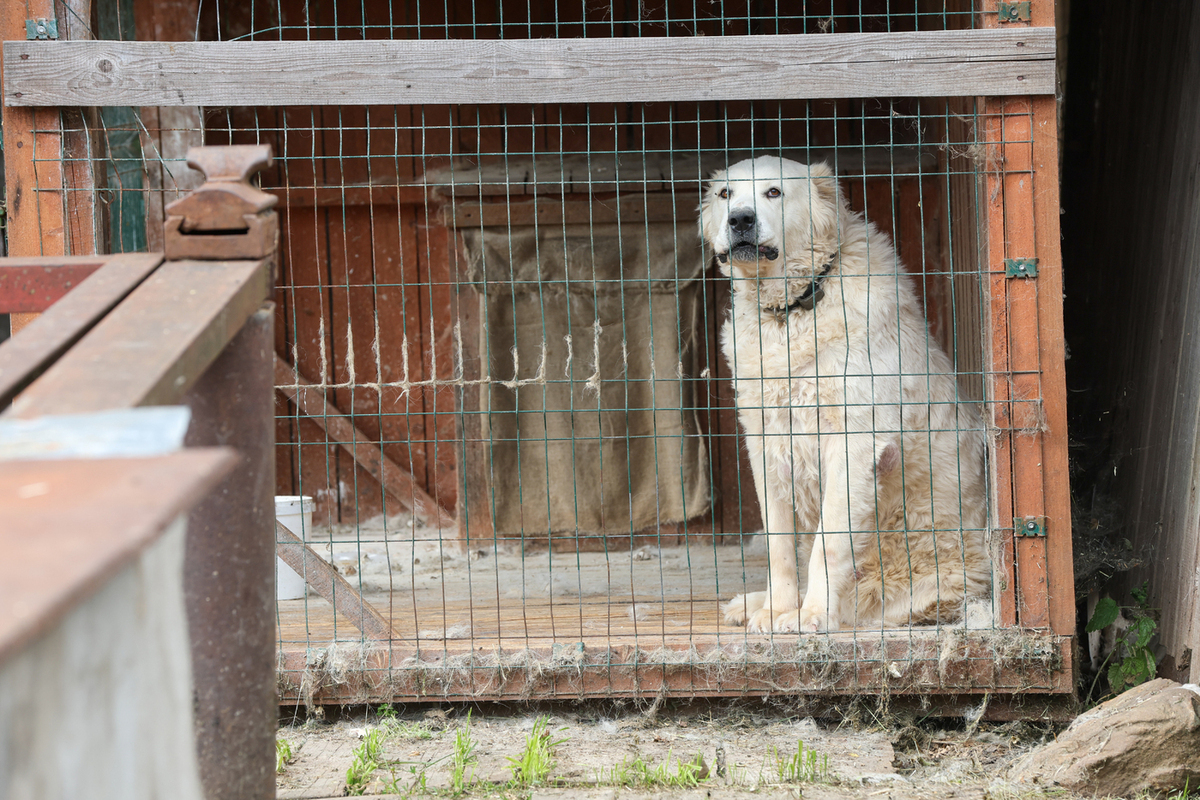 Разгневанный алабай чуть не повредил жительницу Ростова