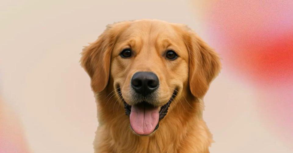 Самые необычные занятия домашних животных — от успокоения до поиска трюфелей.