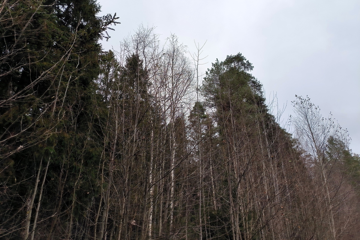В Забайкалье разоблачена группа контрабандистов, незаконно вывезших древесину на 1 миллиард рублей.