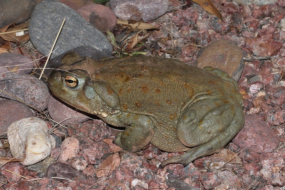 Порноактёр отравил фотографа ядом жабы в ходе «ритуала»