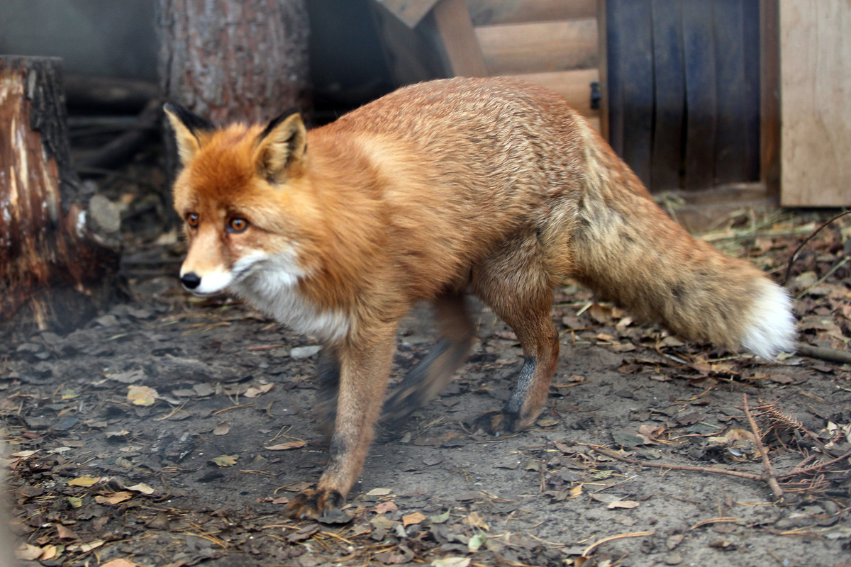 Карантин объявлен в российском регионе после атаки бешеного животного.