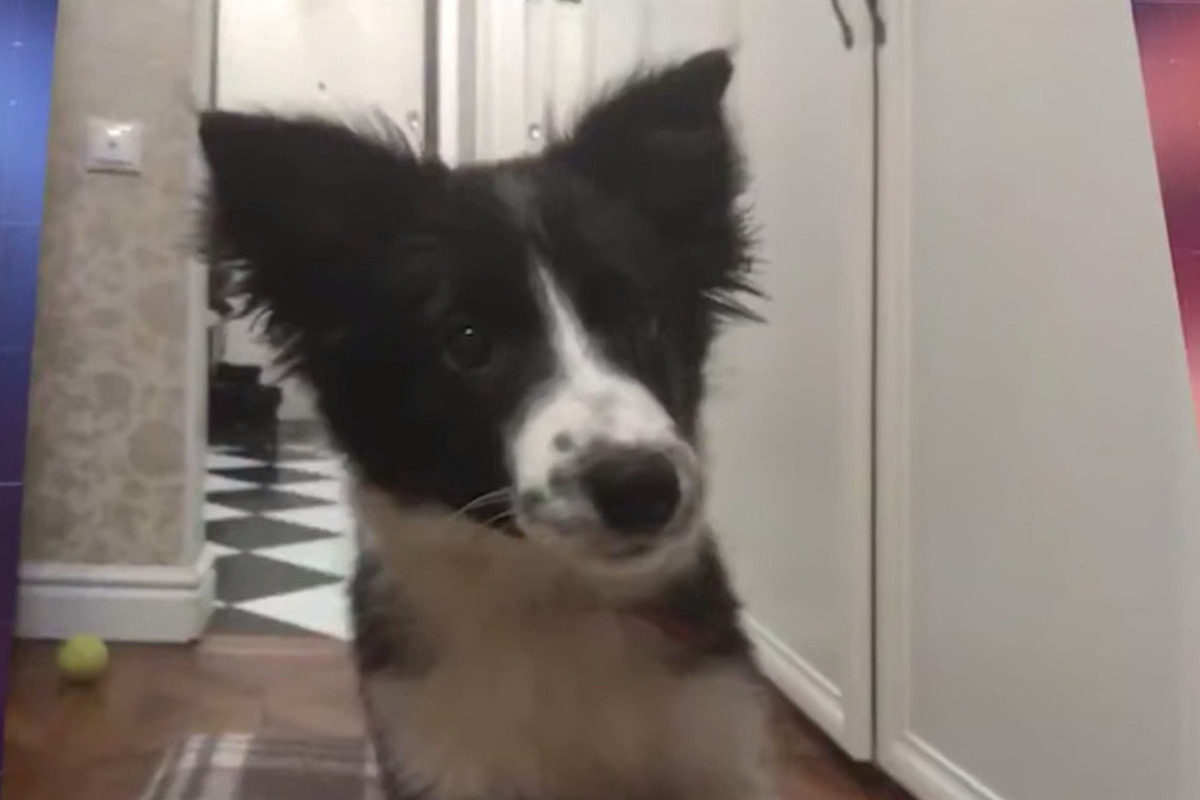 Собака породы бордер-колли Симы, похищенная из гаража, найдена мертвой.