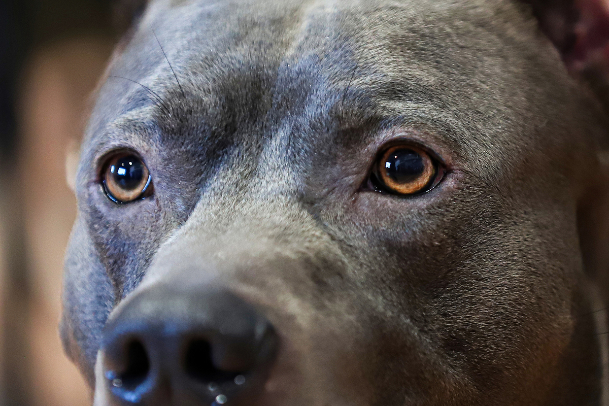 Четырехлетняя девочка серьезно пострадала в результате атаки питбуля.