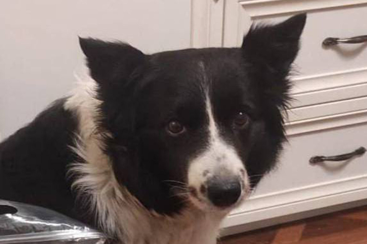 Владелица бордер-колли Симы, убитой воришкой, собирается завести новую собаку.