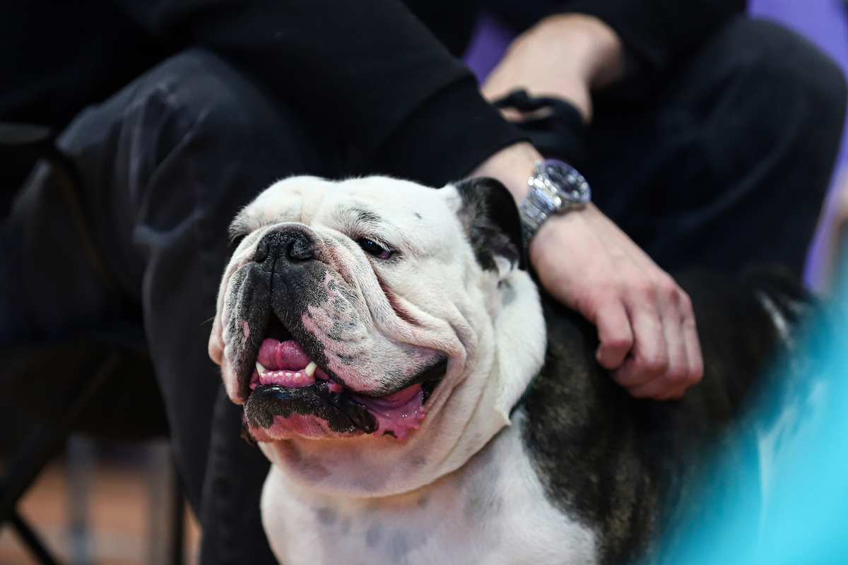 Алмазик проглотил нижнее бельё своей хозяйки и оказался в больнице.