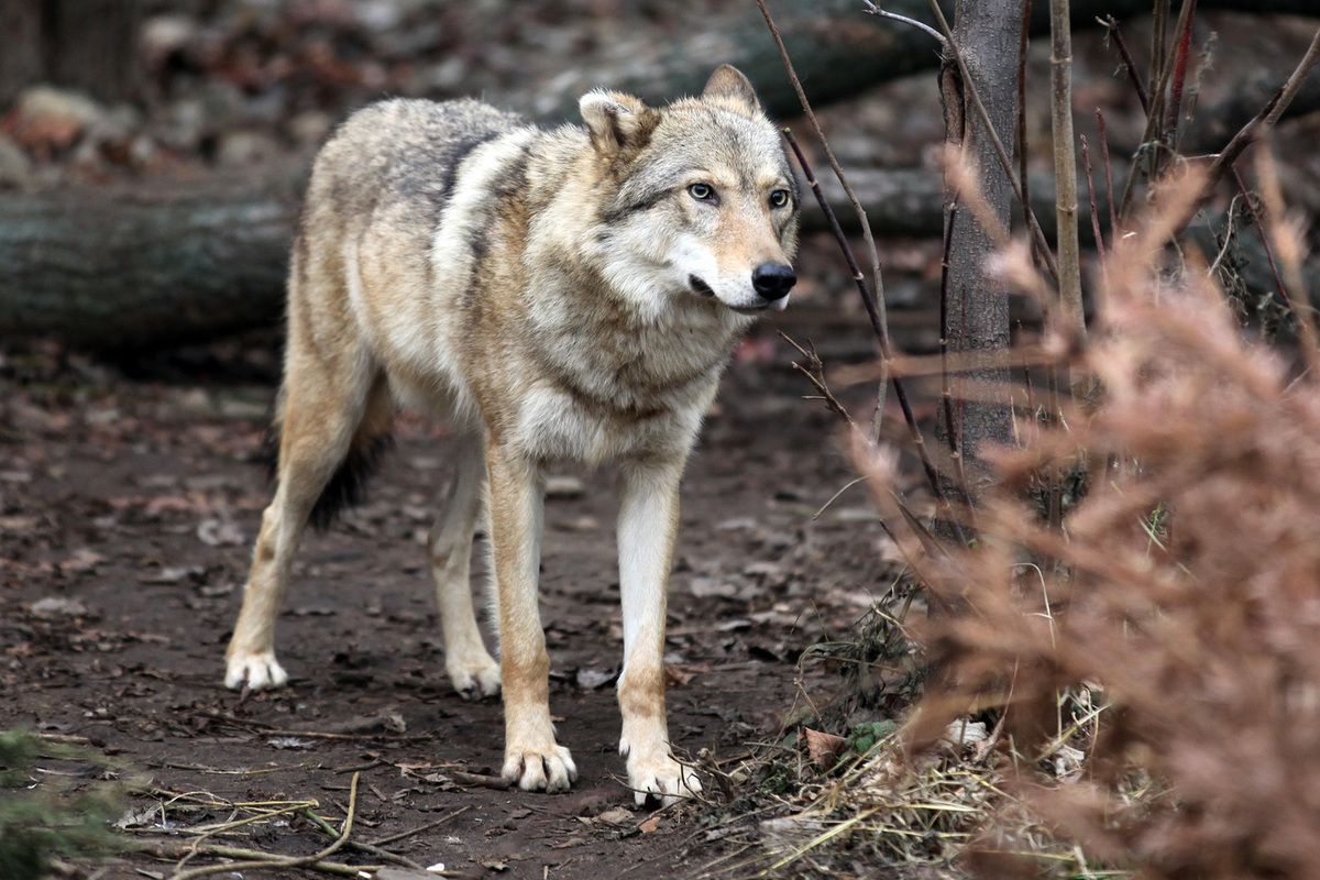 Охотник застрелил человека в лесу, приняв его за дикое животное.