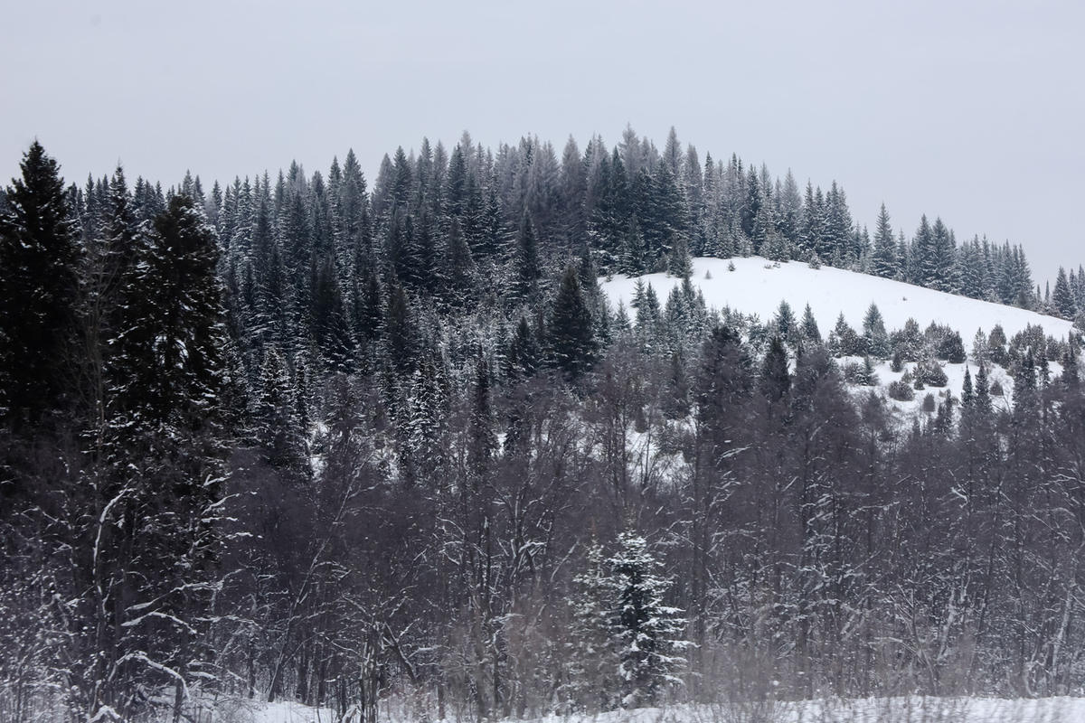 Снова произошло загадочное исчезновение в тайге близ Красноярска.