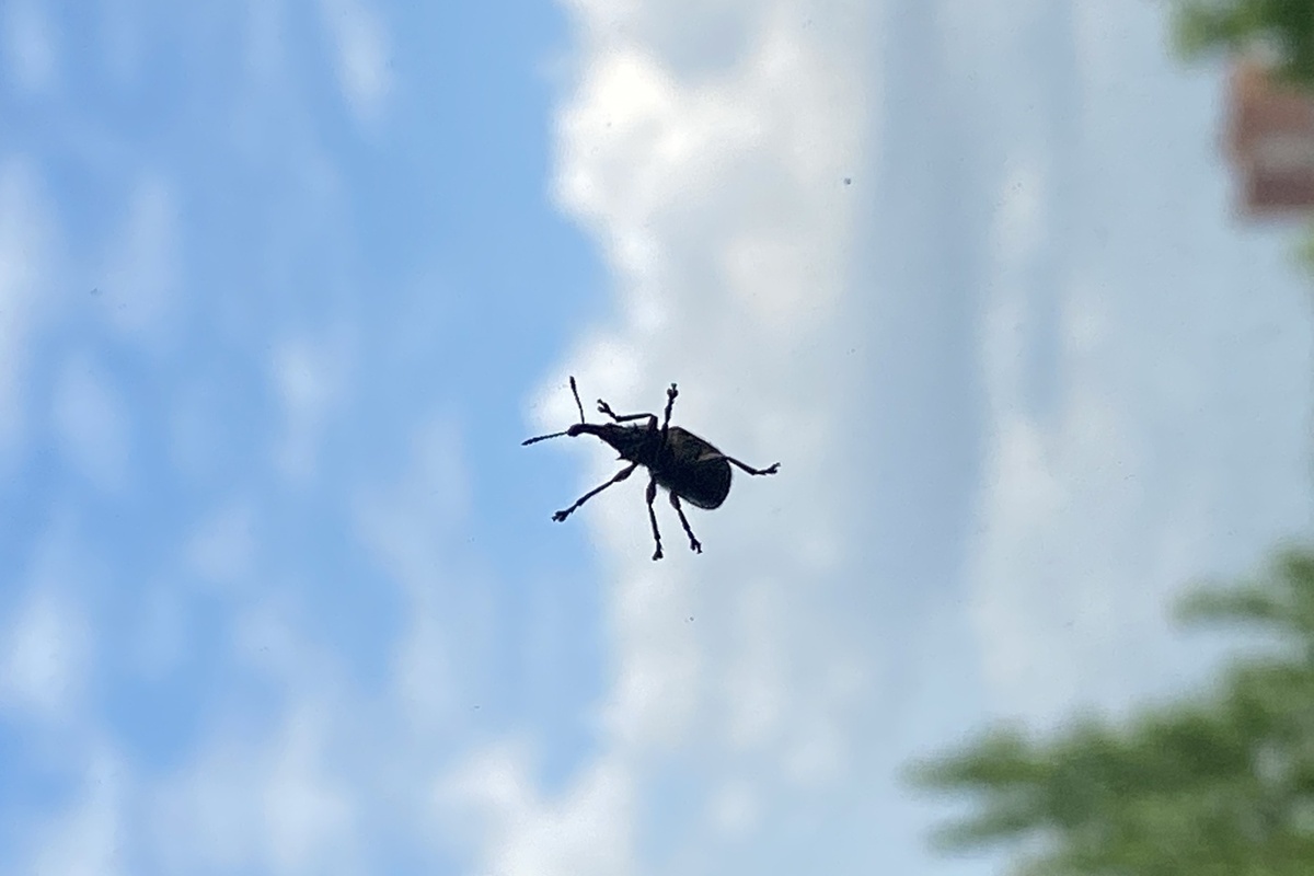 Туристы жалуются на наличие клопов в отеле с четырьмя звёздами в Египте.