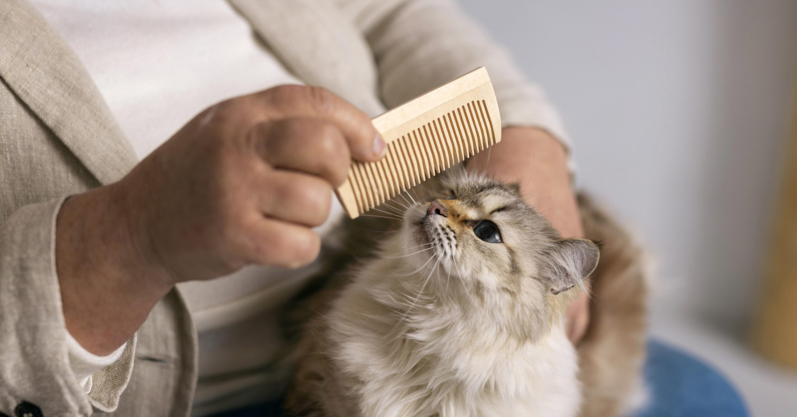 Как распутать колтуны у упрямого кота: советы для терпеливых владельцев