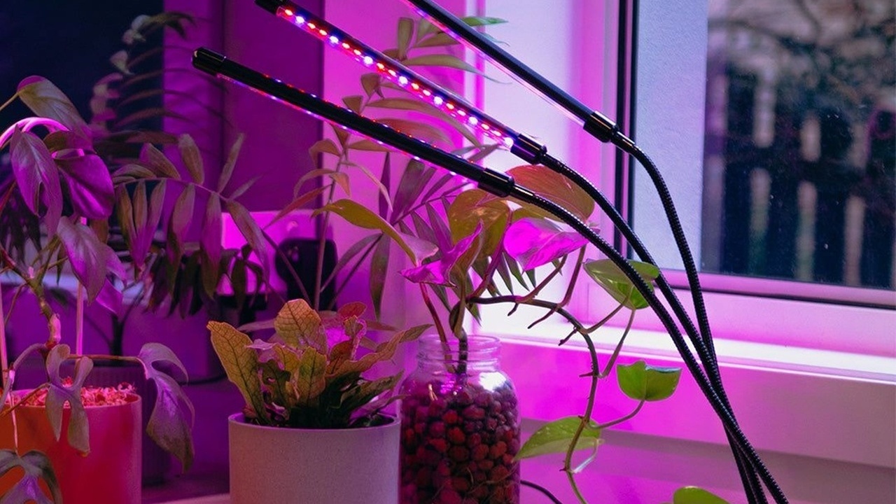Выбираем фитолампу: свет для ваших растений!